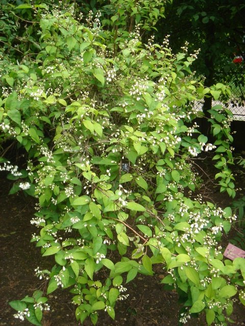 Deutzia x magnifica P1E